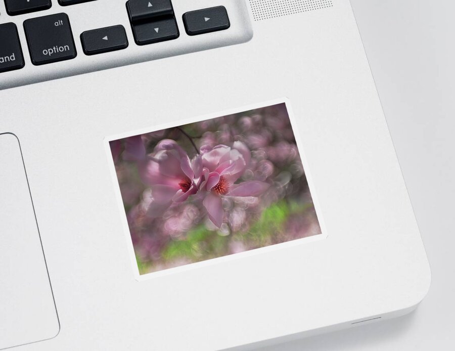 Pink Sticker featuring the photograph Pink Magnolia's by Sylvia Goldkranz