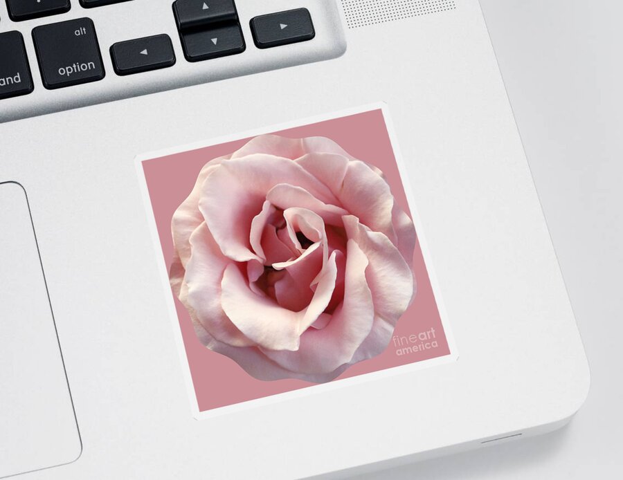 Rose Sticker featuring the photograph Pink on Pink by Diann Fisher