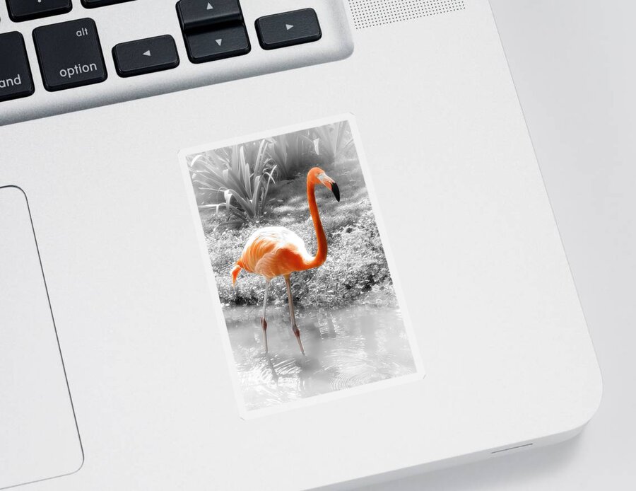 Bird Sticker featuring the photograph Pink Orange Flamingo Photo 210 by Lucie Dumas