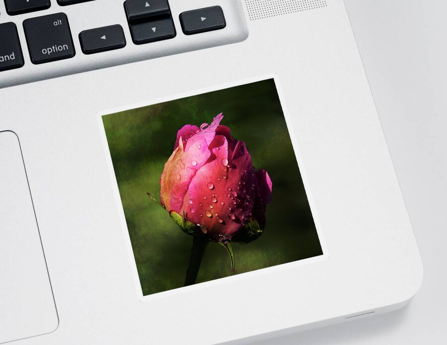 Pink Sticker featuring the photograph Pink Peony Bud with Dew Drops by Patti Deters