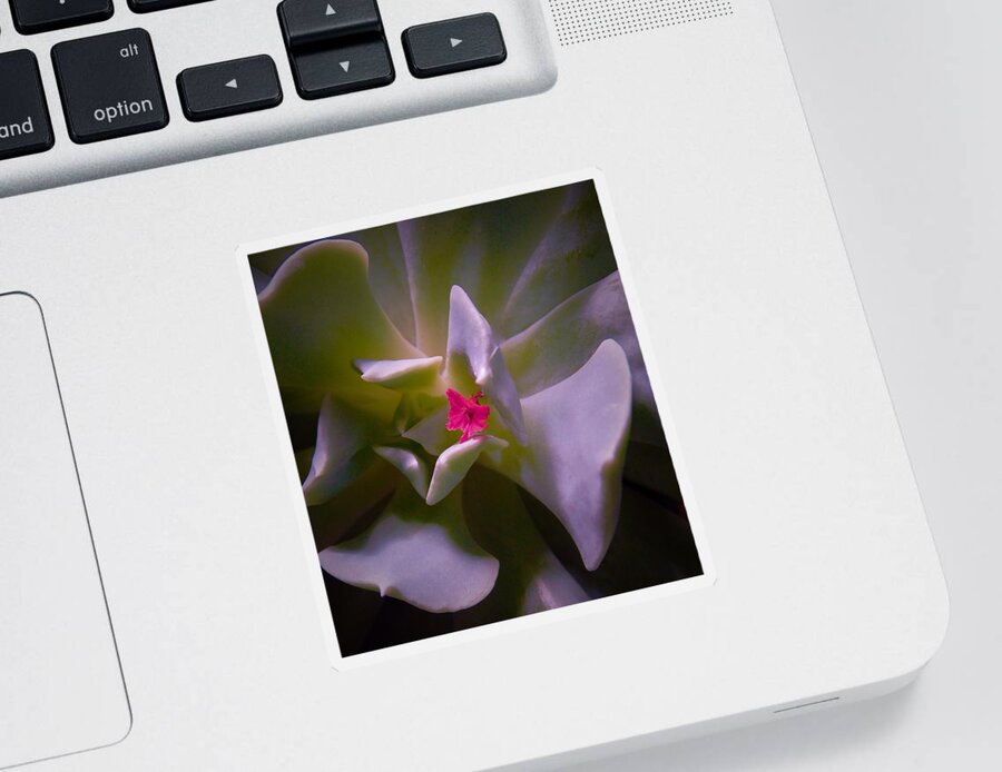 - Pink Petal On A Succulent Sticker featuring the photograph - Pink Petal on a Succulent by THERESA Nye
