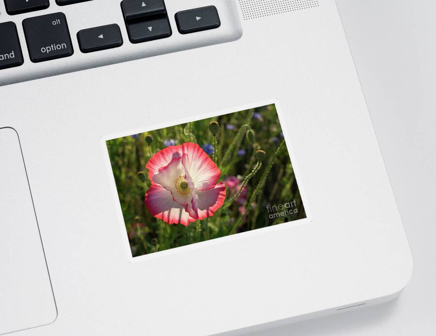 Poppy Sticker featuring the photograph Pink poppy blossom by Adriana Mueller