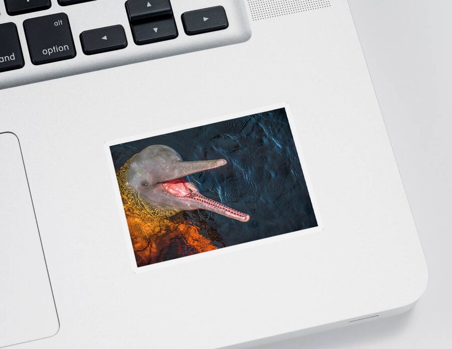 Dolphin Sticker featuring the photograph Pink River Dolphin by Linda Villers