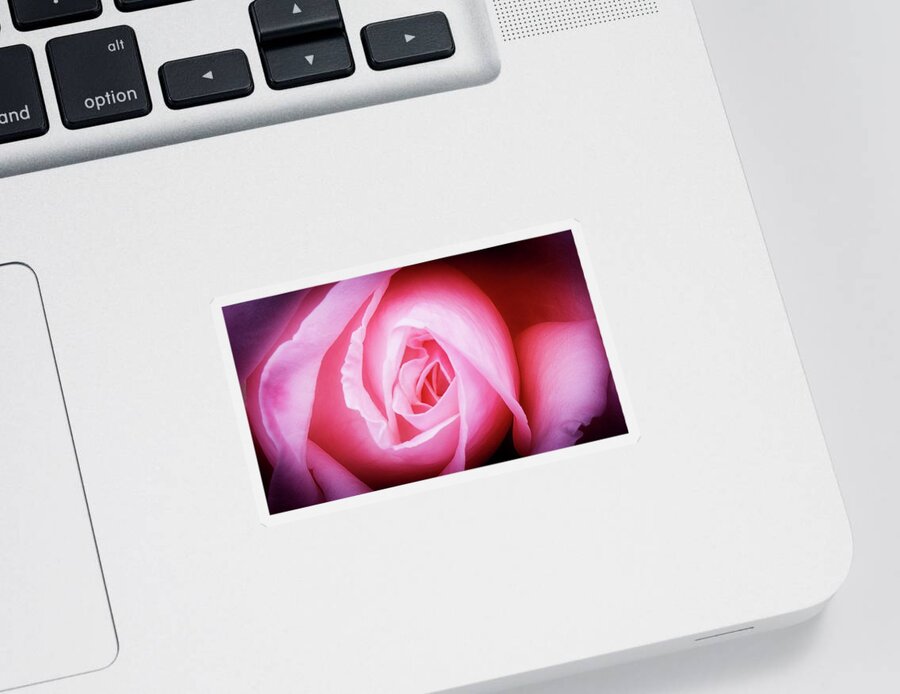 Pink Rose Sticker featuring the photograph Pink Rose by David Morehead