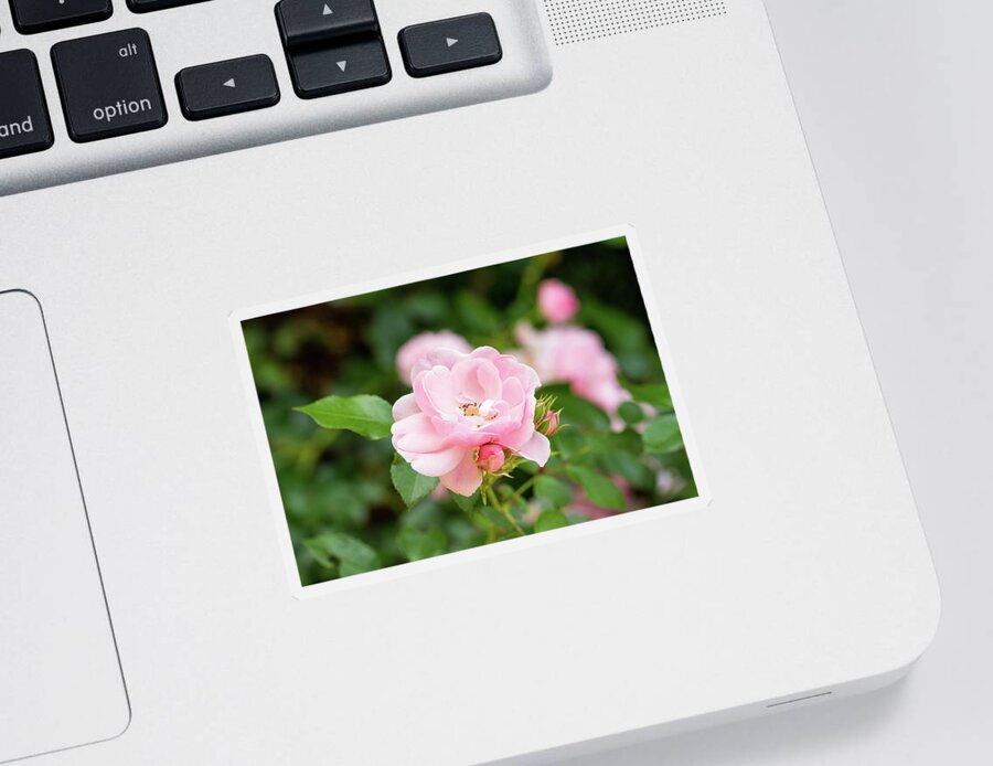 Pink Rose Sticker featuring the photograph Pink Rose by Tanya C Smith