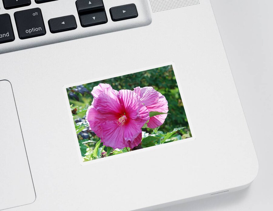 Pink Hibiscus Sticker featuring the photograph Pink Spotlight Hibiscus by Ee Photography