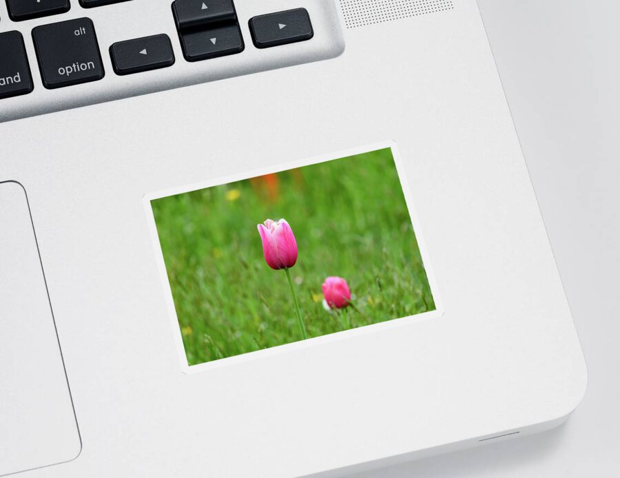 Tulip Sticker featuring the photograph Pink Tulip by Andrew Lalchan