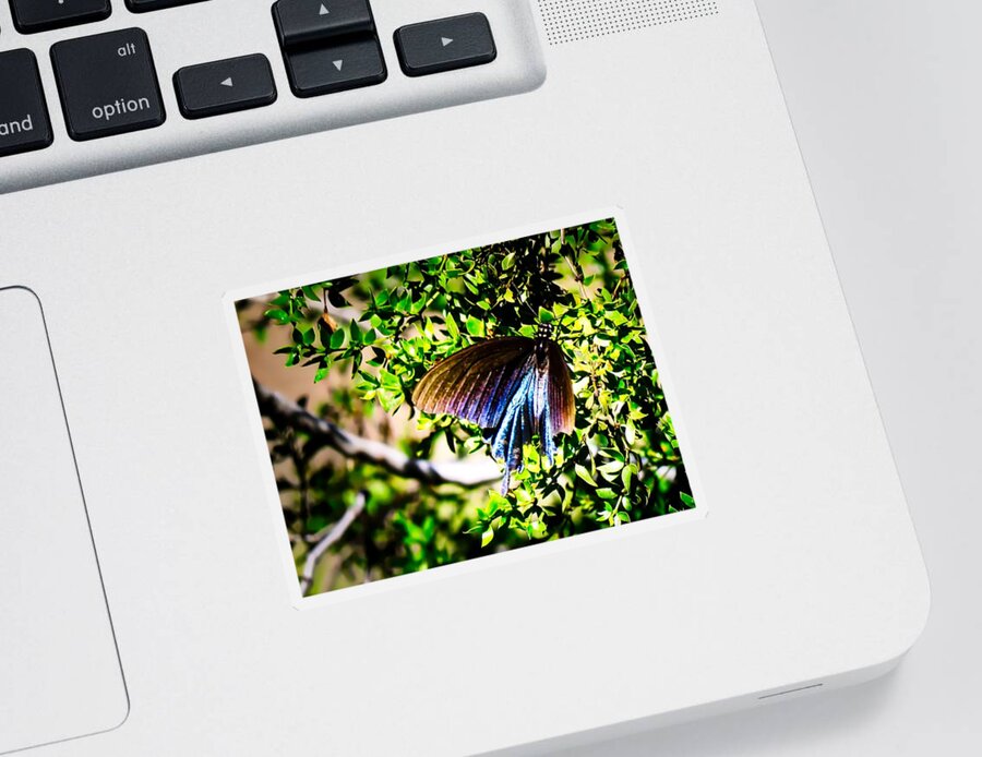 Insect Sticker featuring the photograph Pipevine Swallowtail in the Desert by Judy Kennedy