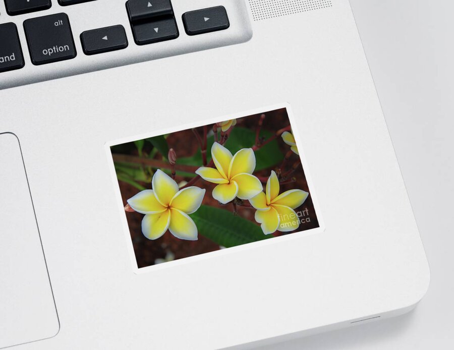 Big Island Sticker featuring the photograph Plumeria Blossom Trio by Nancy Gleason