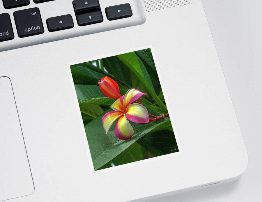Scenic Sticker featuring the photograph Plumeria or Frangipani DTHB0109 by Gerry Gantt