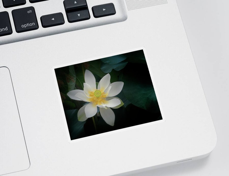 Floral Sticker featuring the photograph Poised for perfection. by Usha Peddamatham
