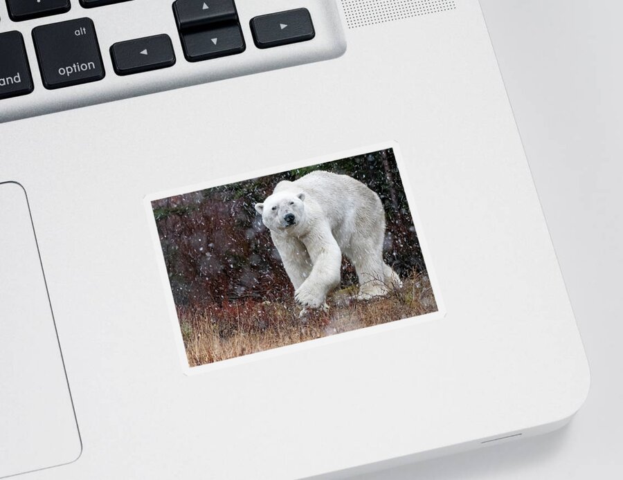 Polar Bear Sticker featuring the photograph Polar bear turning by Mark Hunter