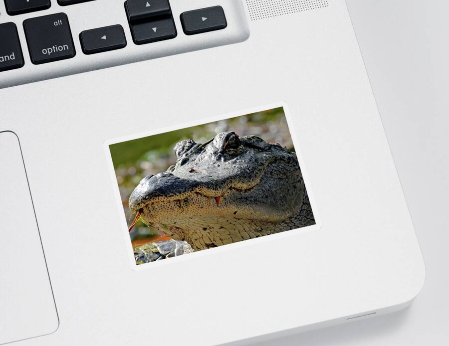 Georgia Sticker featuring the photograph Polka Dotted Gator by Jennifer Robin