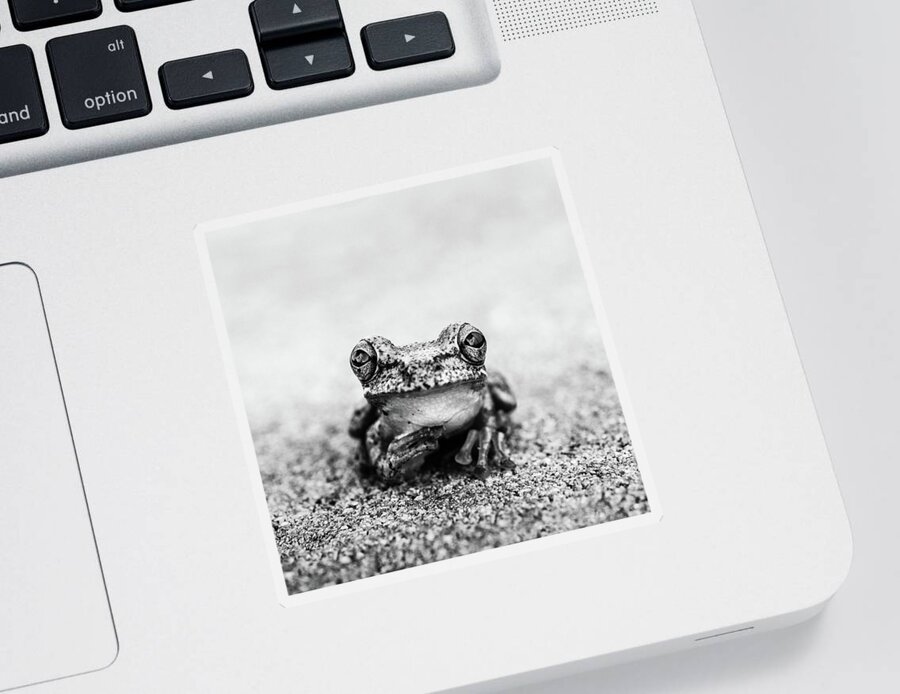 Animal Sticker featuring the photograph Pondering Frog Bw by Laura Fasulo