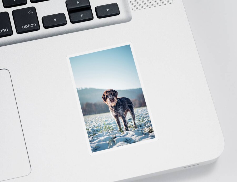 Baby Blue Sticker featuring the photograph Rough-coated Bohemian Pointer by Vaclav Sonnek