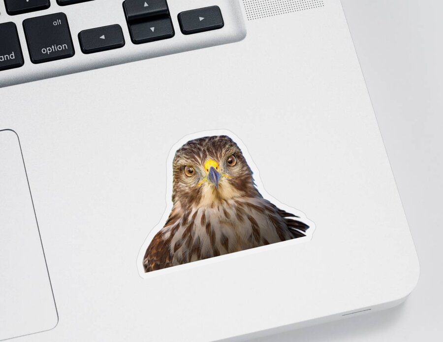 Red Shouldered Hawk Sticker featuring the photograph Portrait of a Raptor by Mark Andrew Thomas