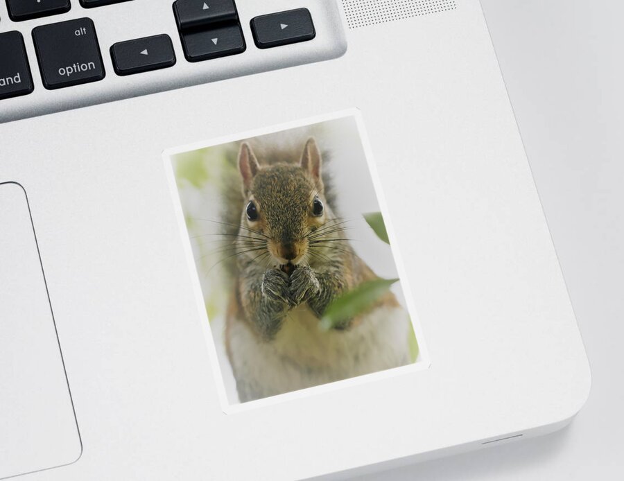 Squirrel Sticker featuring the photograph Portrait of a Squirrel by Mingming Jiang