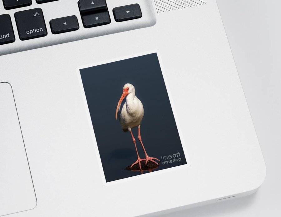 Ibis Sticker featuring the photograph Posing Ibis by Neala McCarten