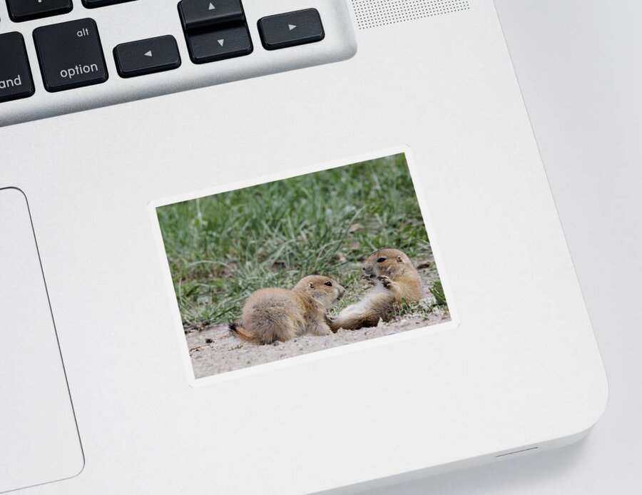 Prairie Dog Sticker featuring the photograph Prairie Dog Pup Play by Natural Focal Point Photography