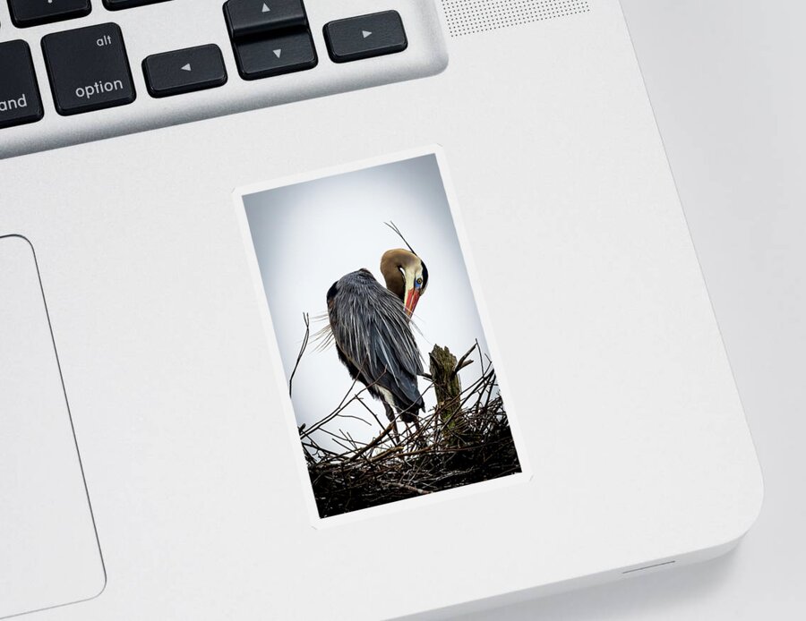 Great Blue Heron Sticker featuring the photograph Preening by Jim Gillen
