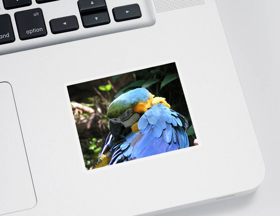  Sticker featuring the photograph Preening Macaw by Heather E Harman