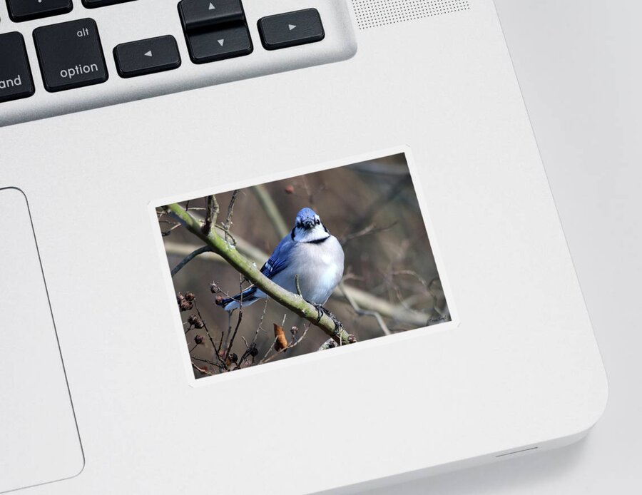 Birds Sticker featuring the photograph Pretty Bird by Trina Ansel