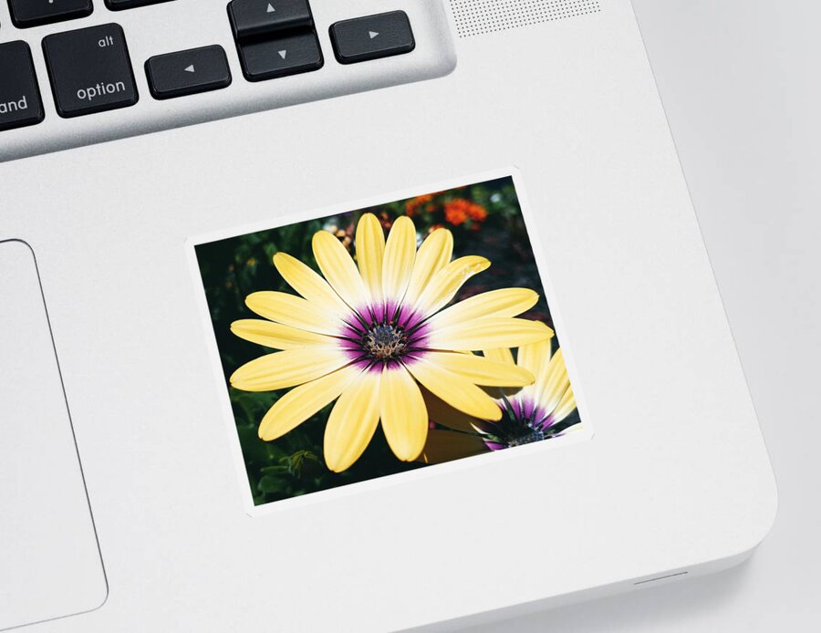 Flower Sticker featuring the photograph Pretty Eyed Flower by Dani McEvoy