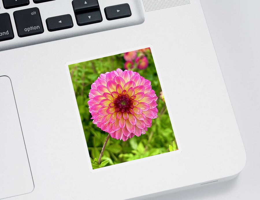 Dahlia Sticker featuring the photograph Pretty In Pink by Brian Eberly