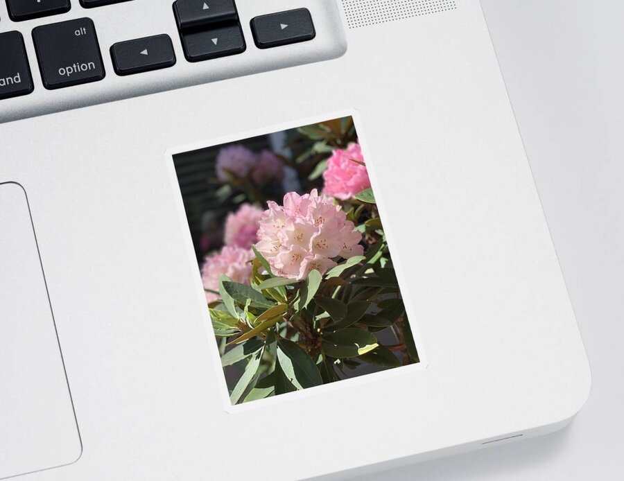 Rhododendron Sticker featuring the photograph Pretty in Pink by Juliette Becker