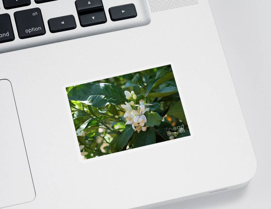 Orange Blossom Sticker featuring the photograph Pretty white orange blossoms and green leaves by Adriana Mueller