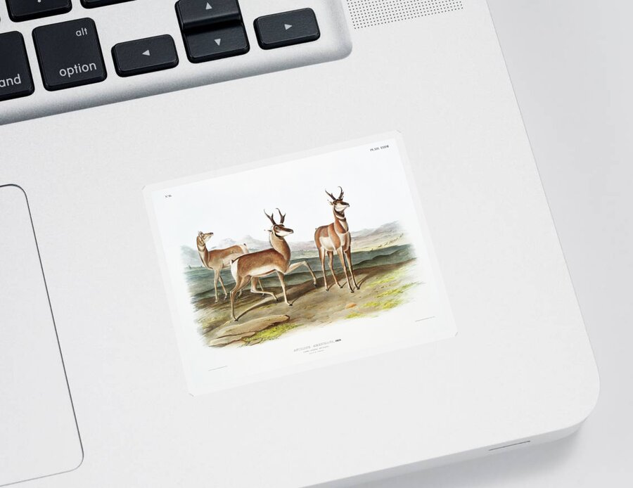American Animals Sticker featuring the mixed media Pronghorn. John Woodhouse Audubon Illustration by World Art Collective