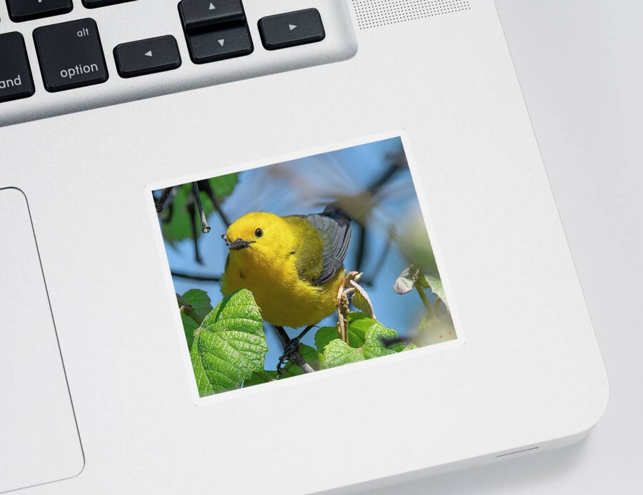 Nature Sticker featuring the photograph Prothonotary Warbler DSB0373 by Gerry Gantt