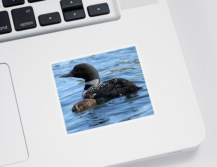 Loon Sticker featuring the photograph Proud mother by Heather King