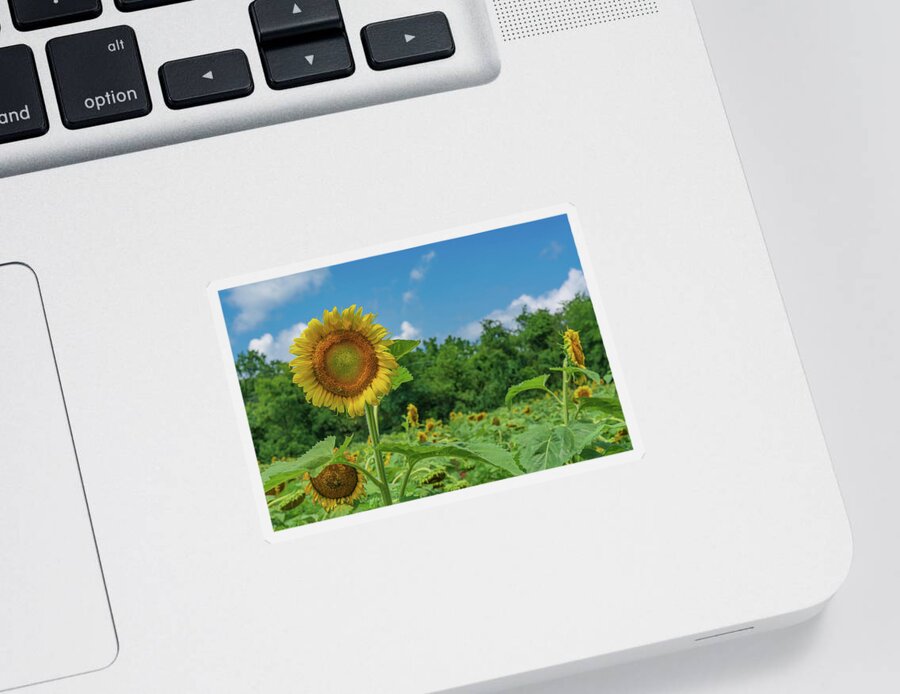 Sunflower Sticker featuring the photograph Proud Sunflower by Liz Albro