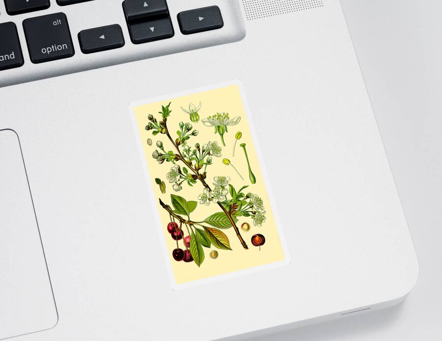 Otto Wilhelm Thome Sticker featuring the drawing Prunus cerasus by Otto Wilhelm Thome