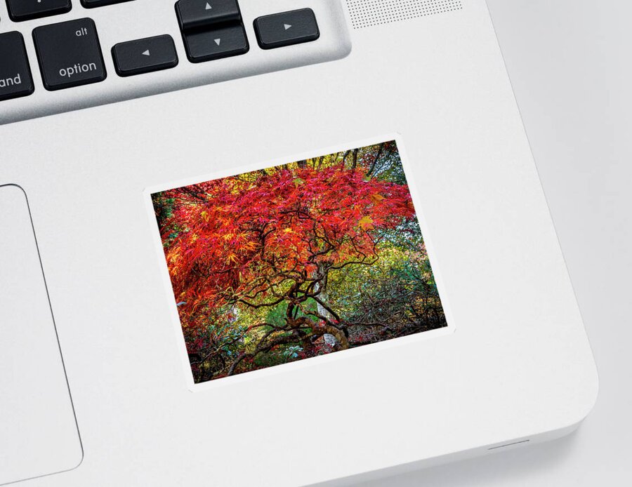 Pt Sticker featuring the photograph PT Defiance Japanese Maple by Rob Green