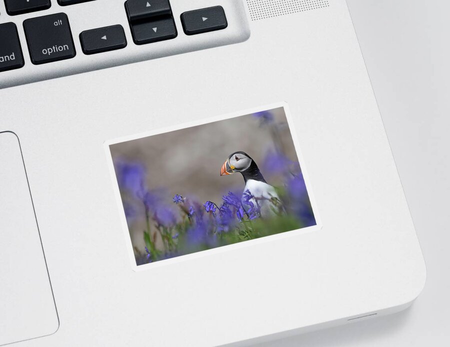 Puffin Sticker featuring the photograph Puffin In Bluebells by Pete Walkden