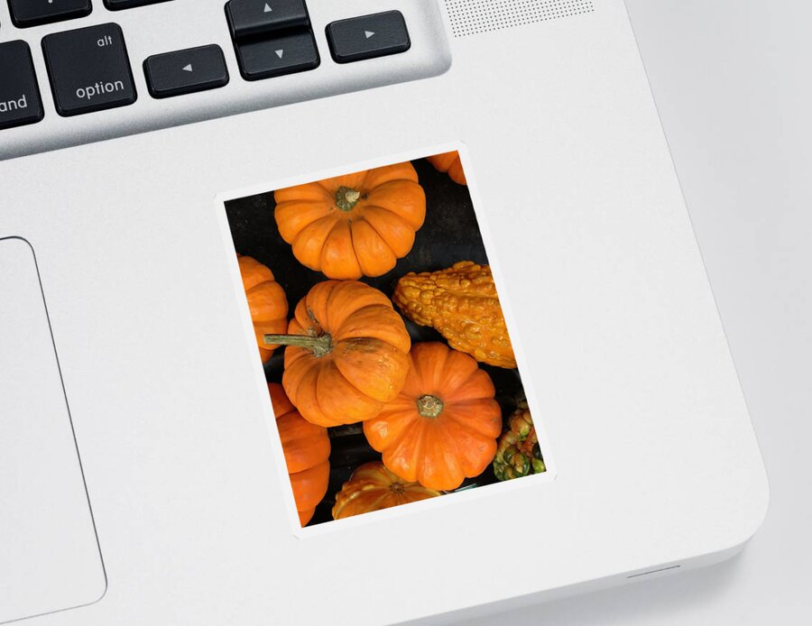 Pumpkin Sticker featuring the photograph Pumpkin Flat Lay by Lisa Pearlman