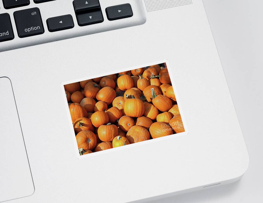 Pumpkin Sticker featuring the photograph Pumpkins by Vivian Krug Cotton