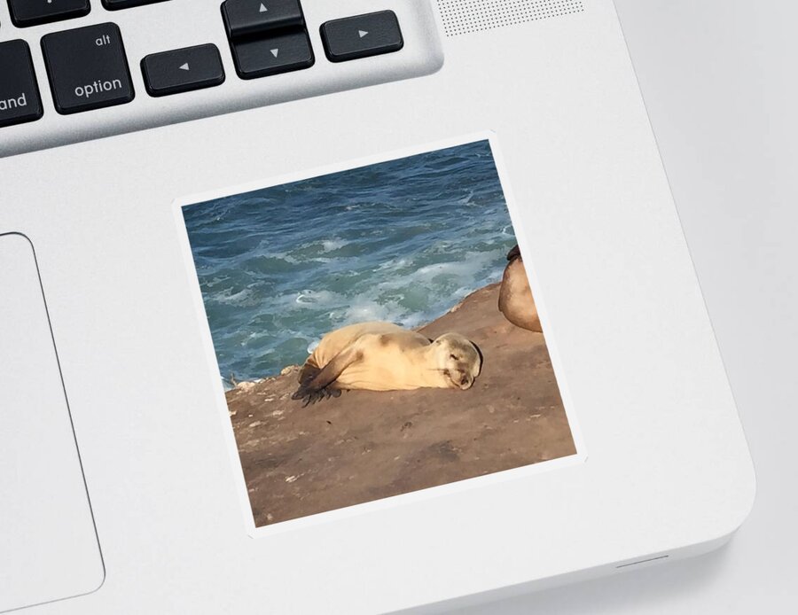 Seal Sticker featuring the photograph Pure Contentment by Lisa White