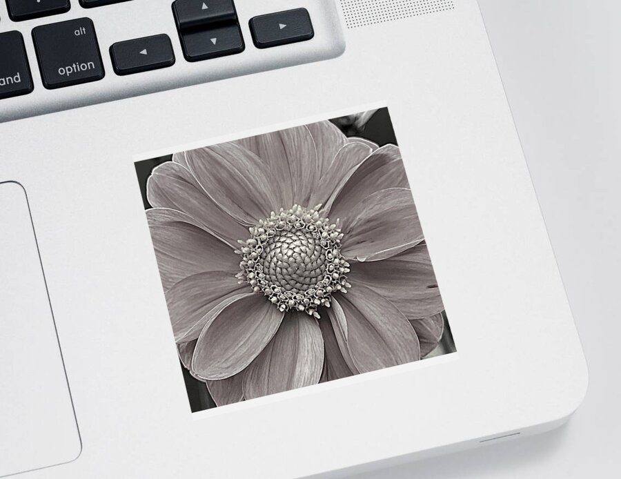 Flower Sticker featuring the photograph Purity BW by Lee Darnell