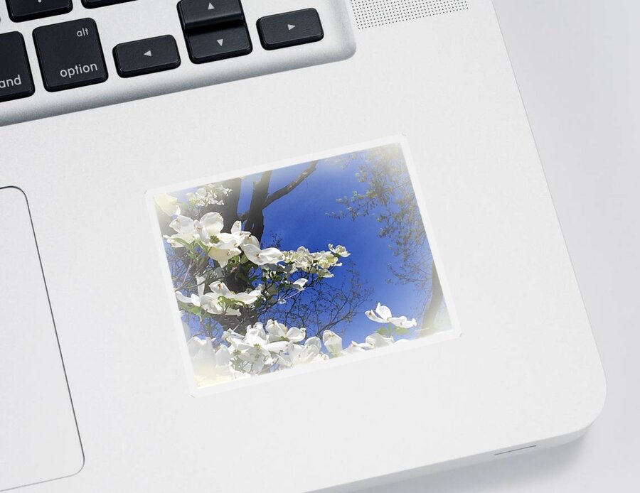 Dogwood Sticker featuring the photograph Purity of Dogwood by Angela Davies