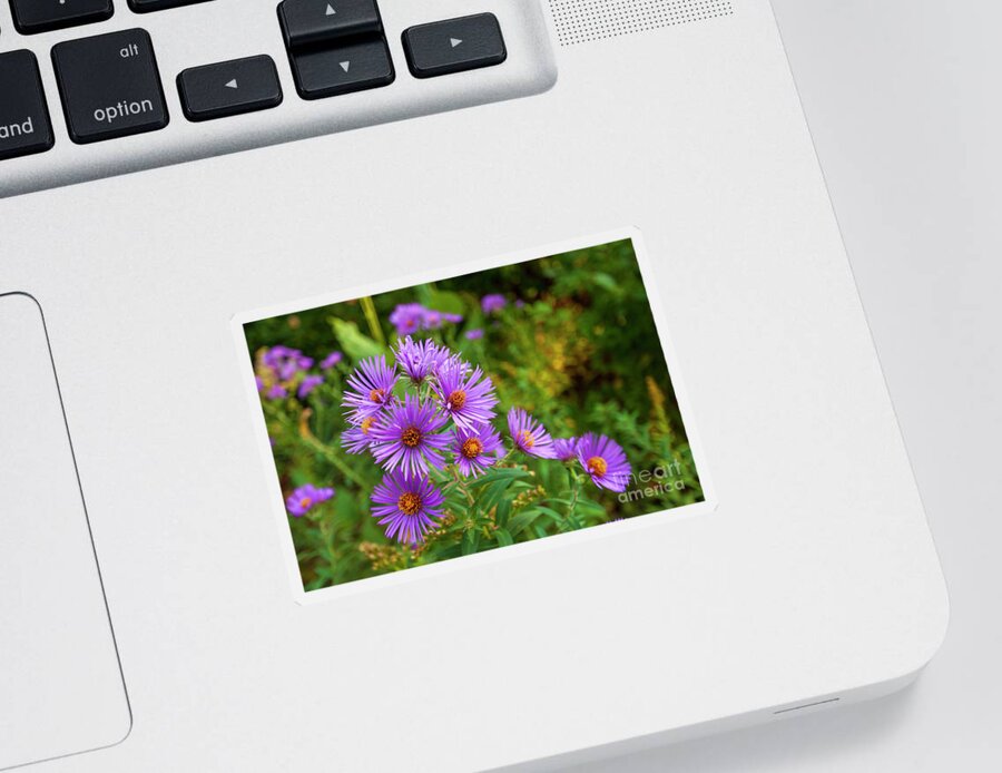 Purple Aster Sticker featuring the photograph Purple Aster Meadow Blossom_9554 by Mark Triplett