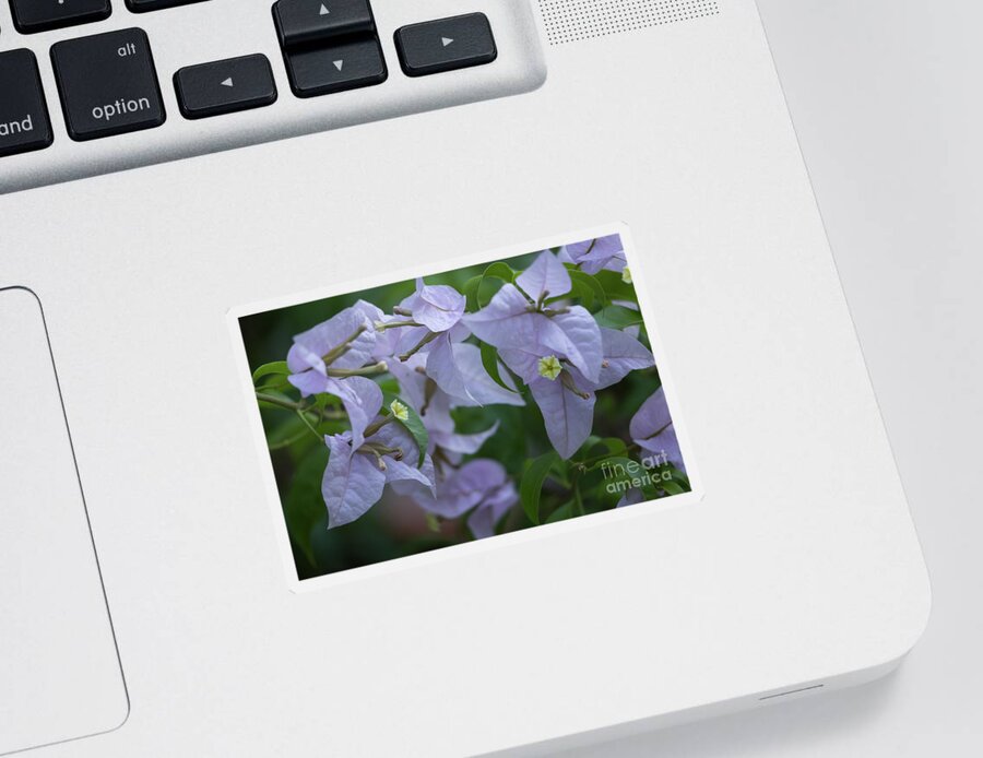 Flowers Sticker featuring the photograph Purple Bougainvillea by Eva Lechner