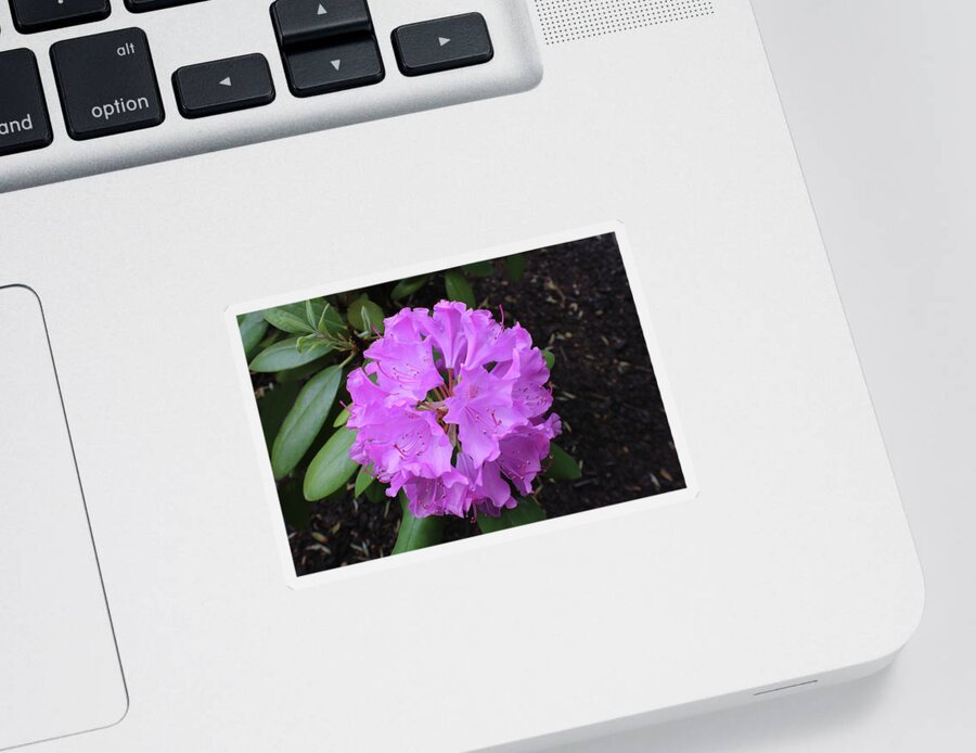 Purple Sticker featuring the photograph Purple Flowers by Kathy Pope