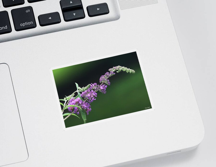 Flowers Sticker featuring the photograph Purple Flowers of a Butterfly Bush by Trina Ansel