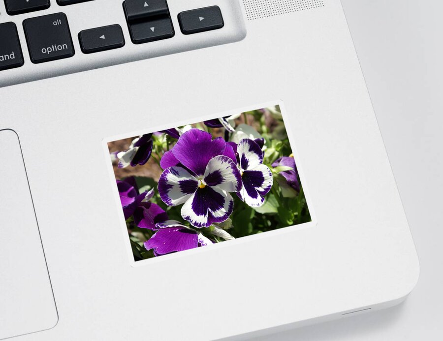  Sticker featuring the photograph Purple Pansy by Heather E Harman