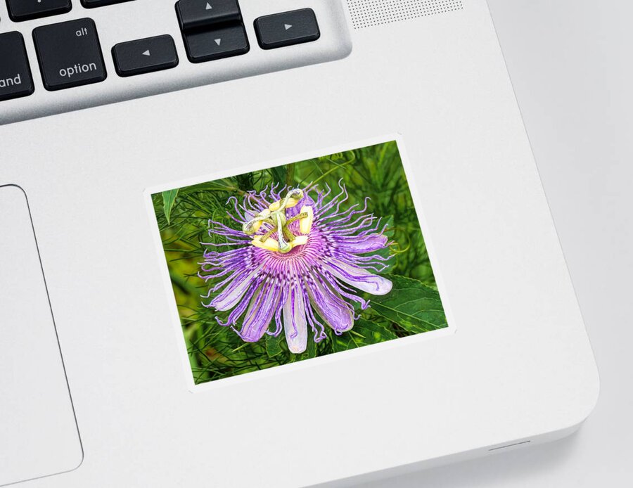 Purple Passion Flower Sticker featuring the photograph Purple Passion Flower by Susan Hope Finley