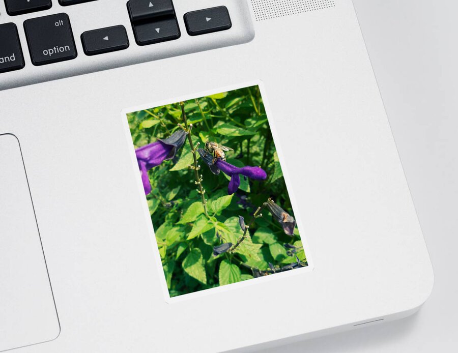 Purple Sticker featuring the photograph Purple Salvia Bee by W Craig Photography