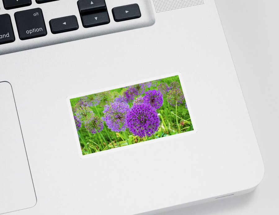 Flowers Sticker featuring the photograph Purple Wild Leek Allium Blooms by Ann Moore